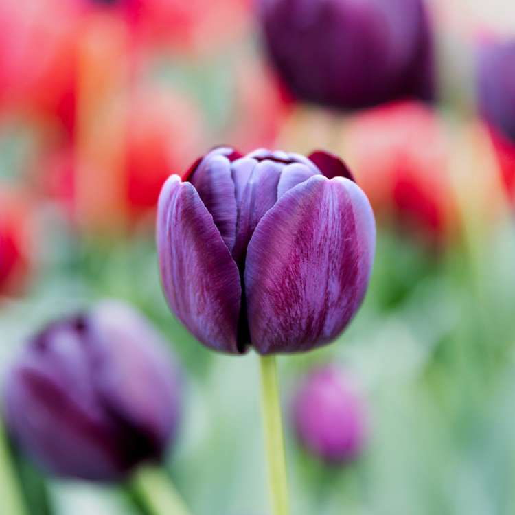 Tulpan 'Queen of Night'